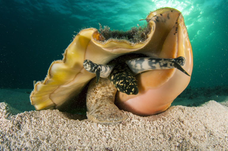 NOAA Inches Toward Decision on Listing Conch as ‘Threatened’