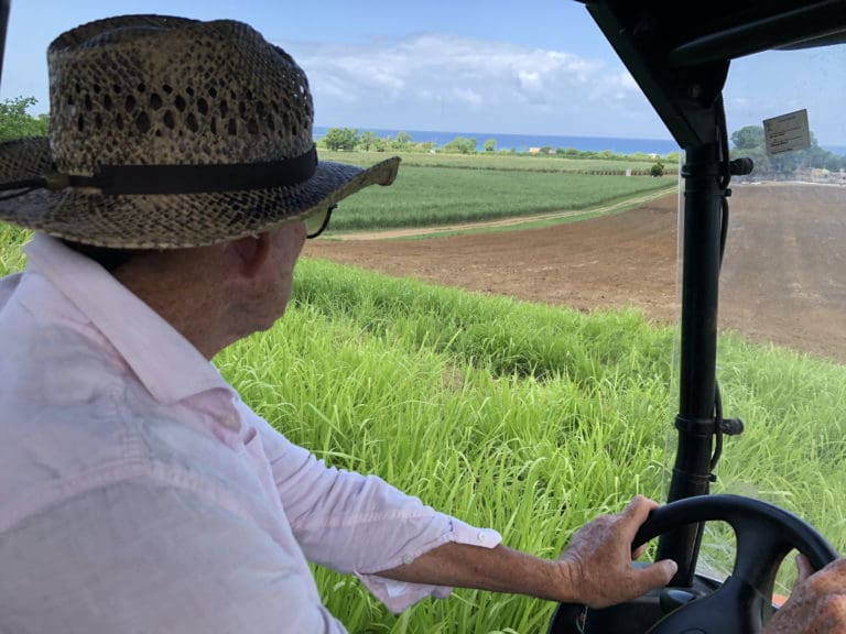 On St. Croix and Puerto Rico, a Centuries-Old Crop is New Again