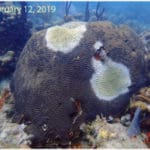 Coral disease progression