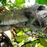 Iguana-shade-Gabriel-Padilha-photo.-used-T2.22.16-x1.13.16-j4.25.16
