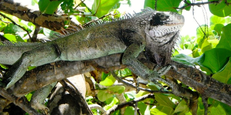 Study Suggests  Iguana is Not Quite ‘Indigenous,’  Not Quite ‘Invasive’