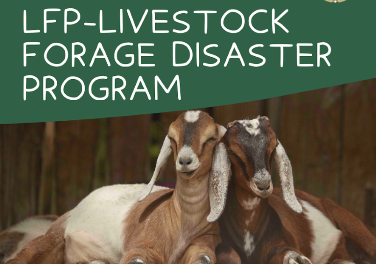Farm Service Agency to Give Disaster Assistance for 2022 Livestock Forage Losses