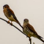 Wildlife Services Photo 3 American kestrels
