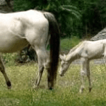 horses STX