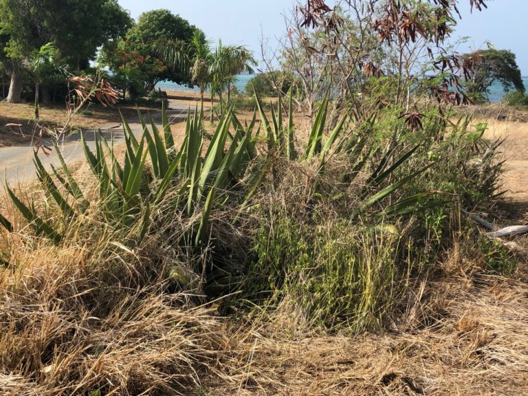 Fish and Wildlife Getting Public Input Before Removing Local Agave from Endangered List