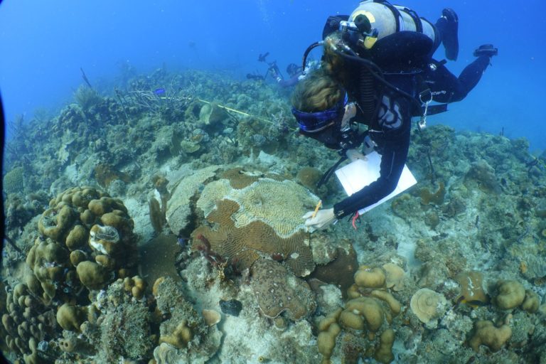 UVI Gets $2.5 Million to Study Stony Coral Tissue Loss Disease