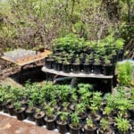 RallyWeed 2.jfif