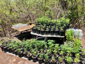 Seized marijuana plants came in all sizes at Wednesday's raid. (VIPD photo)