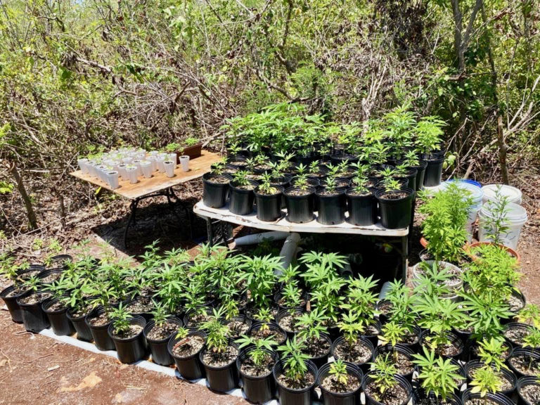 Child Abuse Call Leads to Marijuana Growing Arrest