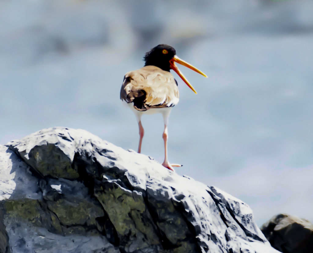 An American Oystercatcher on the south shore of St. John. (Photo by Gail Karlsson)