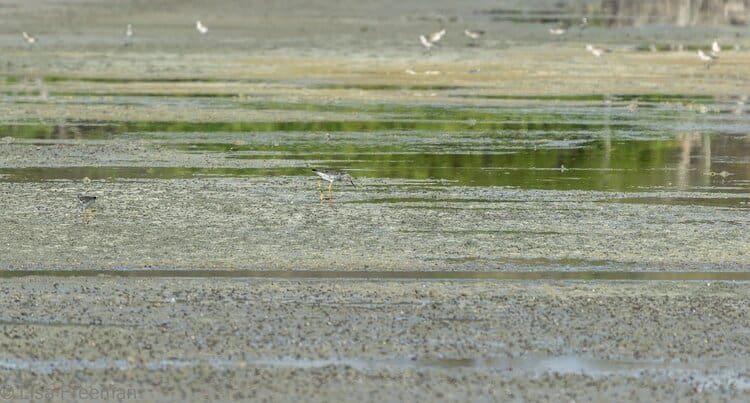 Hundreds of birds visit the salt pond, foraging on tiny red fiddler crabs. Wilson’s Plovers are among those in serious decline, due to ground nesting, which makes them vulnerable to cats, mongoose, and flooding. Other visitors include Lesser and Greater Yellowlegs, Black-bellied Plovers, sandpipers and egrets. (Photo by Robbie Lisa Freeman)