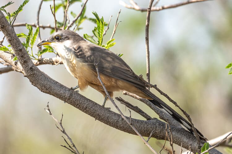 St. Croix — A Birding Sweet Spot