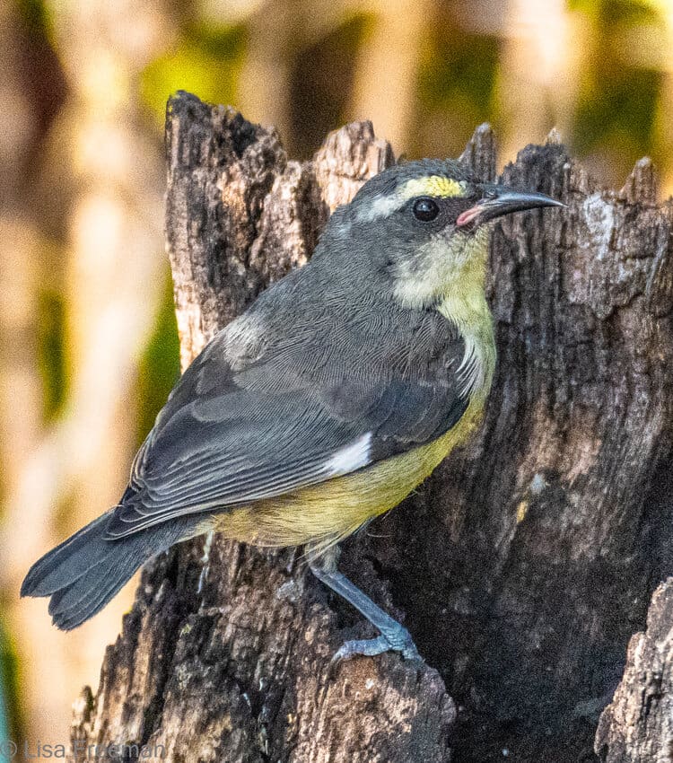 Once common on St. Croix, the Bananaquit, or “sugar bird,” has diminished in number with the disappearance of sugar cane plantations. (Photo by Robbie Lisa Freeman)