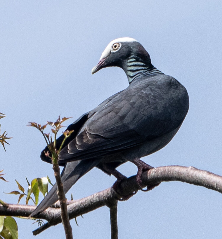 The near-threatened White-crowned Pigeon is found primarily on the Caribbean Islands and in southern Florida. Once prolific, they were even admired by John James Audubon, who painted them for his book, Birds of America. Today their populations continue to decline due to overhunting and habitat loss. (Photo courtesy of Randy Freeman)