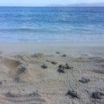 Newly hatched sea surtles make their way to the sea. photo provided by St. John Turtle Team