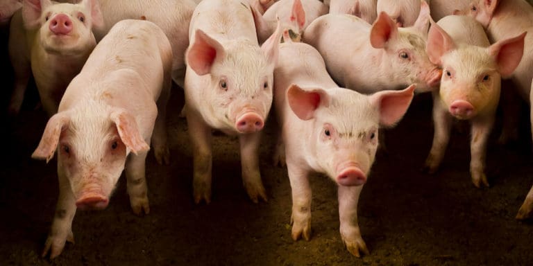 Plaskett Reacts to USDA Order to Allow Interstate Movement of Swine Products From VI and PR