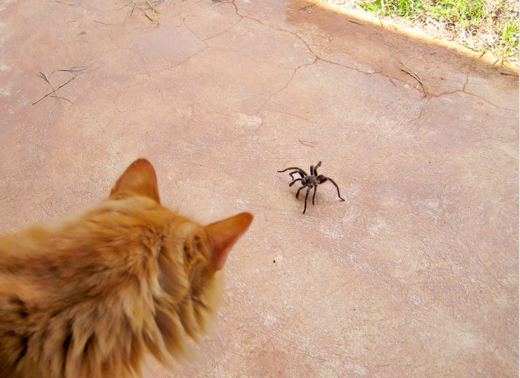 Sometimes a cat can be too curious. (Photo Gail Karlsson) 