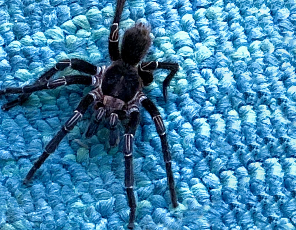 Be respectful of a tarantula on the doormat. (Photo Gail Karlsson) 