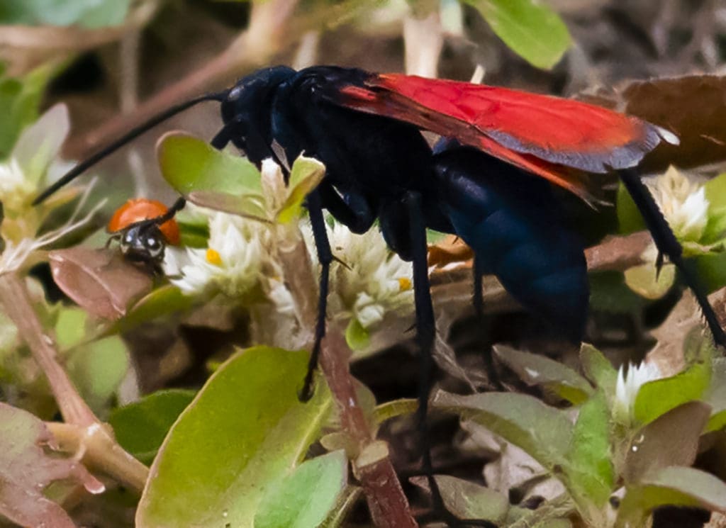 This Tarantula Hawk wasp seemed to be patting a cute ladybug on the head. (Photo Gail Karlsson) 