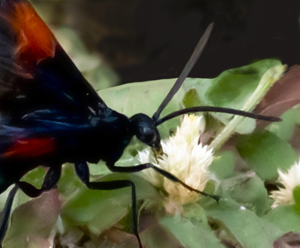 A Tarantula Hawk wasp gets nectar from a flower. (Photo Gail Karlsson) 
