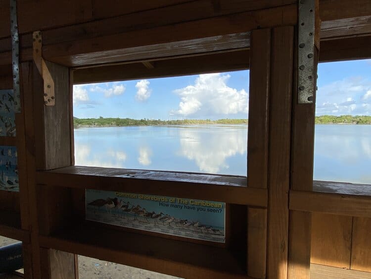 From inside the new Southgate Coastal Reserve bird blind, birders can observe hundreds of birds. | (Photo courtesy of Jennifer Valiulis)