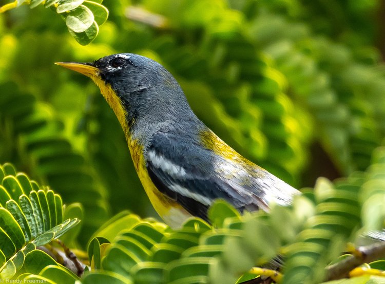 The elusive Northern Parula typically migrates through the Virgin Islands between November to April before heading north for the forests of Canada and the U.S. mainland. | Photo by Robbie Lisa Freeman.
