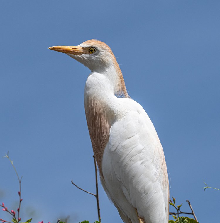 In Coral Bay, we stumbled upon three Cattle Egrets in breeding plumage. Originally found only in Africa, they were ubiquitous in the company of rhinos, ostriches, and elephants. By 1941, Cattle Egrets had made their way to North America, where they’ve since flourished. Photo courtesy of Randy Freeman.