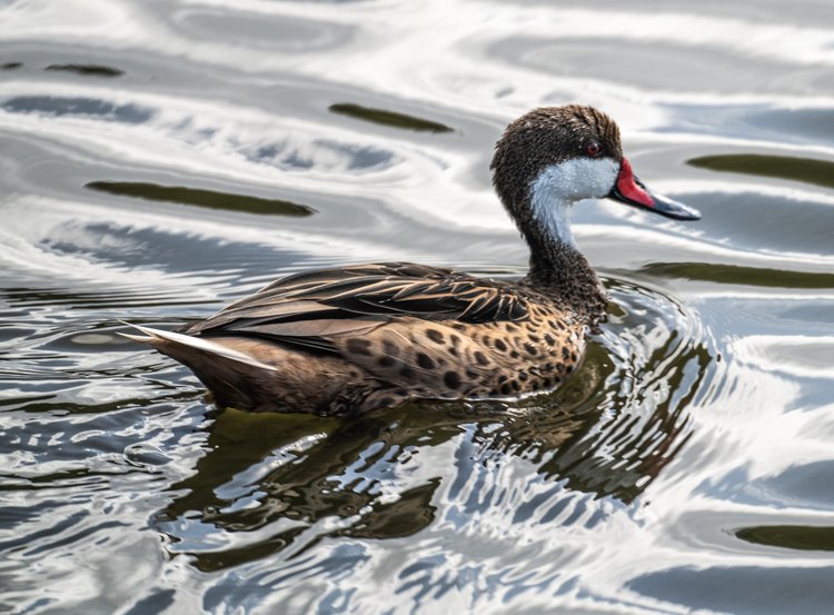The White-cheeked Pintail, the only native duck in the Virgin Islands, is one of the many birds that have made the Small Pond at Frank Bay their home. | Photo courtesy of Randy Freeman.
