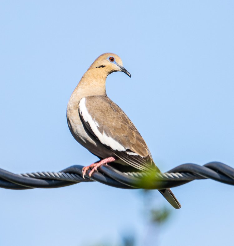 The White-winged Dove breeds on some Caribbean Islands, as well as in Mexico, Central and South America, and the U.S.. | Photo courtesy of Randy Freeman.