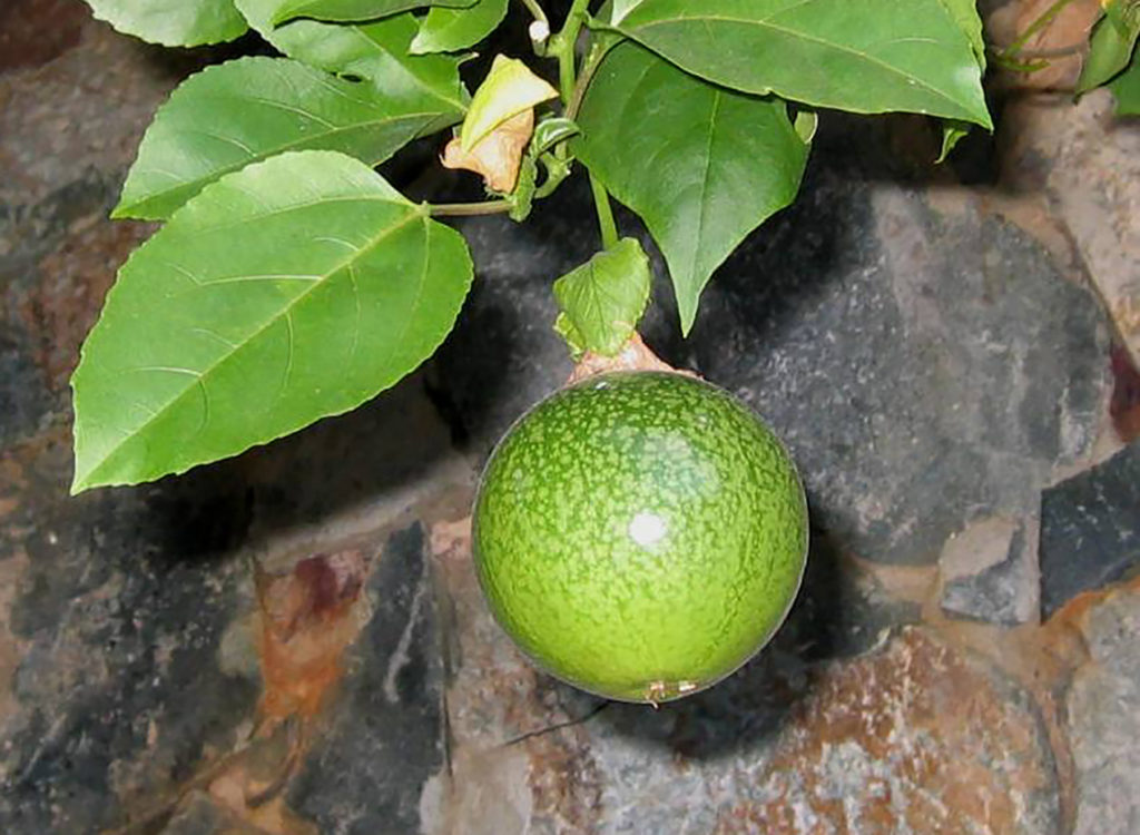 Passion fruit vines like to climb up on walls and fences. (Photo Gail Karlsson)