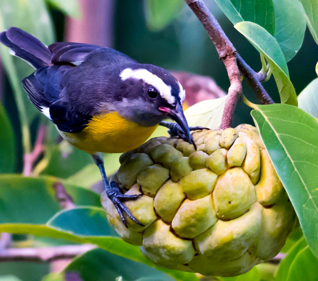 A bananaquit inspects a sugar apple to see if it is ready yet. (Photo by Gail Karlsson)