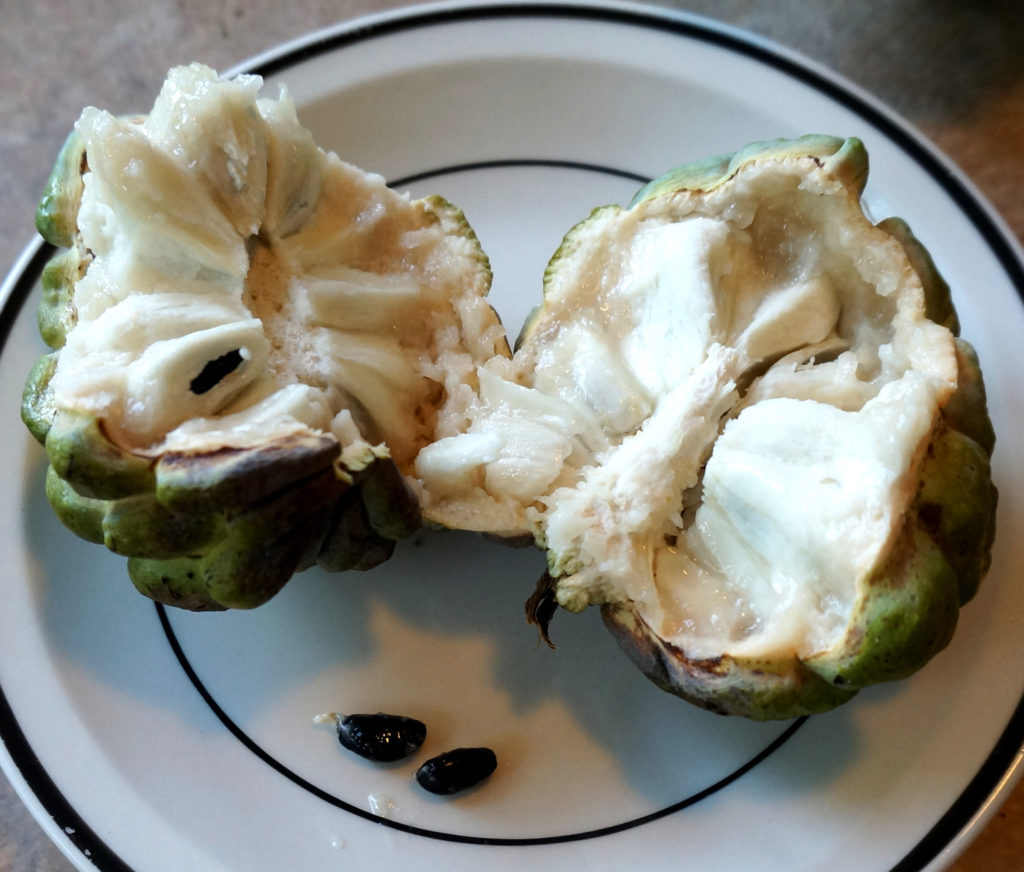 Inside the sugar apple, soft, sweet pulp surrounds the seeds. (Photo by Gail Karlsson)