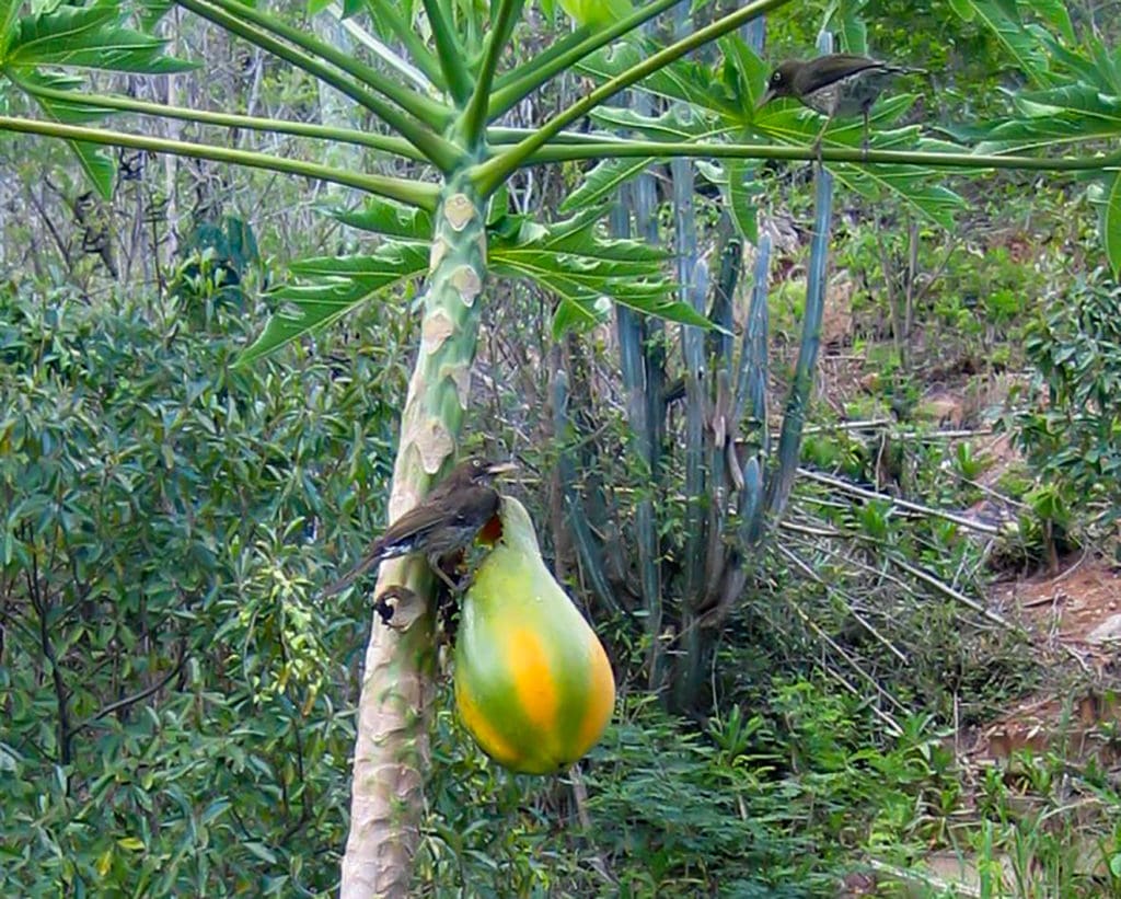 Often the pearly-eyed thrashers get to the papayas before I do. (Photo Gail Karlsson)