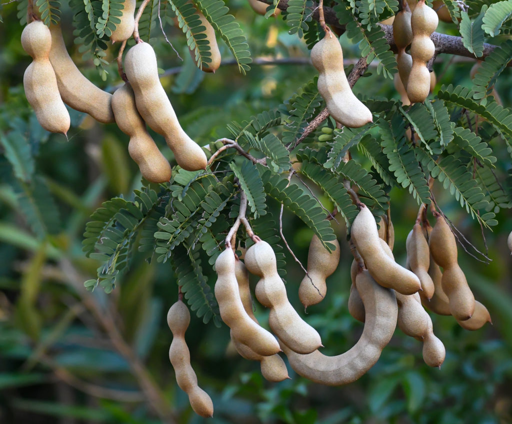 Bunches of tamarind pods are often hanging just out of reach. (Photo Gail Karlsson)