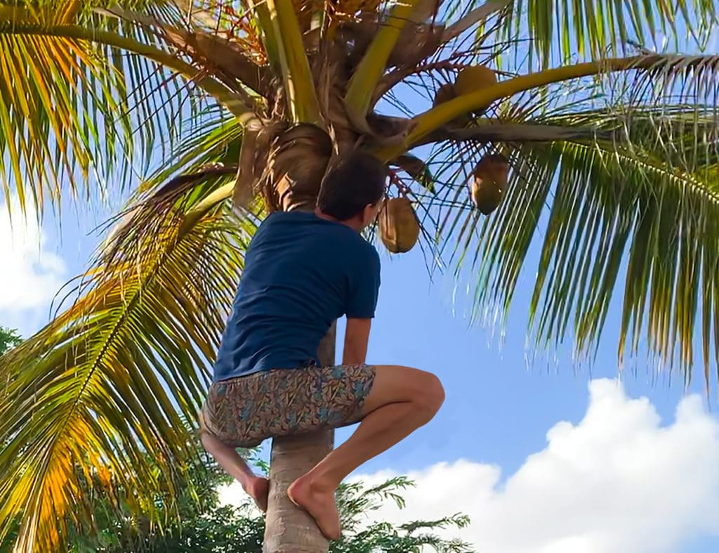 Coconuts are not easy to get unless you are a good climber. (Photo Gail Karlsson)