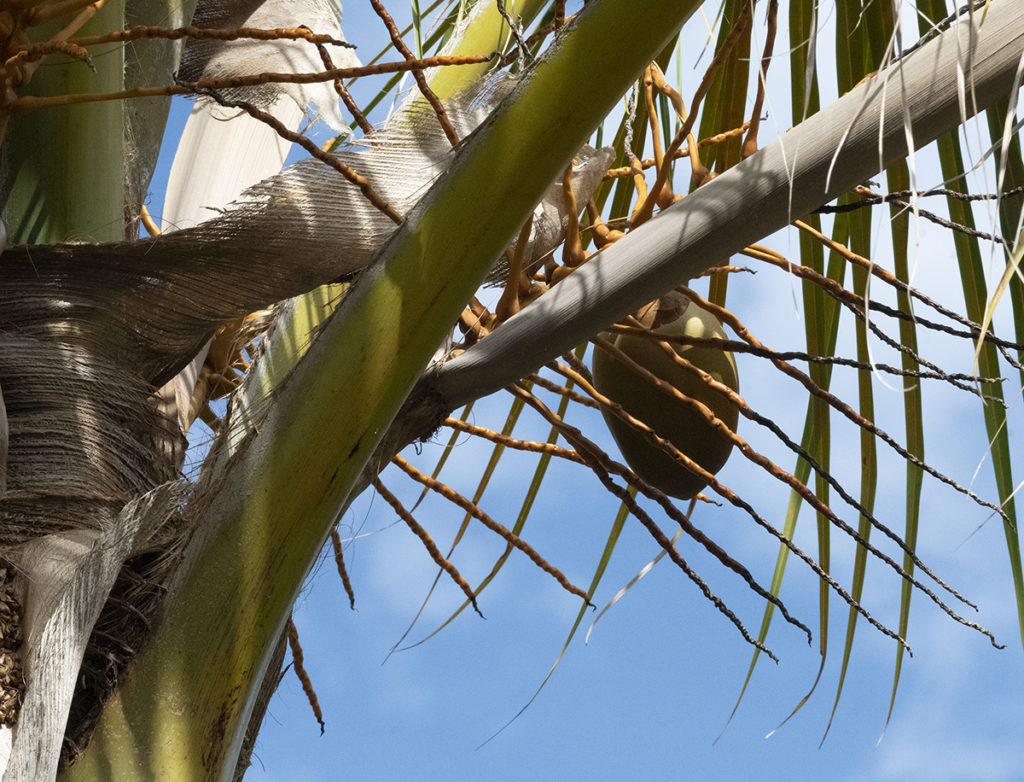 What a pleasure to see new coconuts growing on our tree. (Photo by Gail Karlsson)