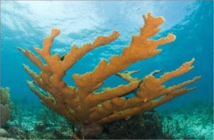 Elkhorn coral (Acropora palmata), one of the Caribbean’s most important reef-building species. (Photo by U.S. Fish and Wildlife Service)