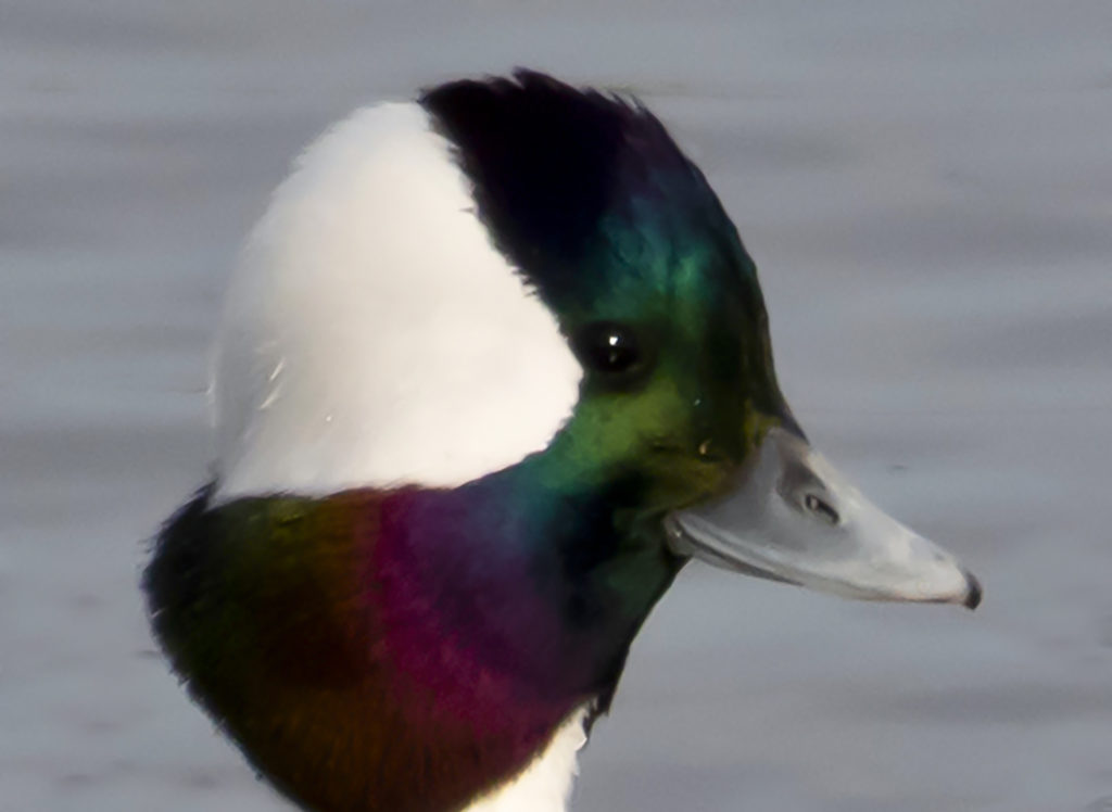 Bufflehead males have beautifully colored iridescent feathers on their heads. (Photo by Gail Karlsson)