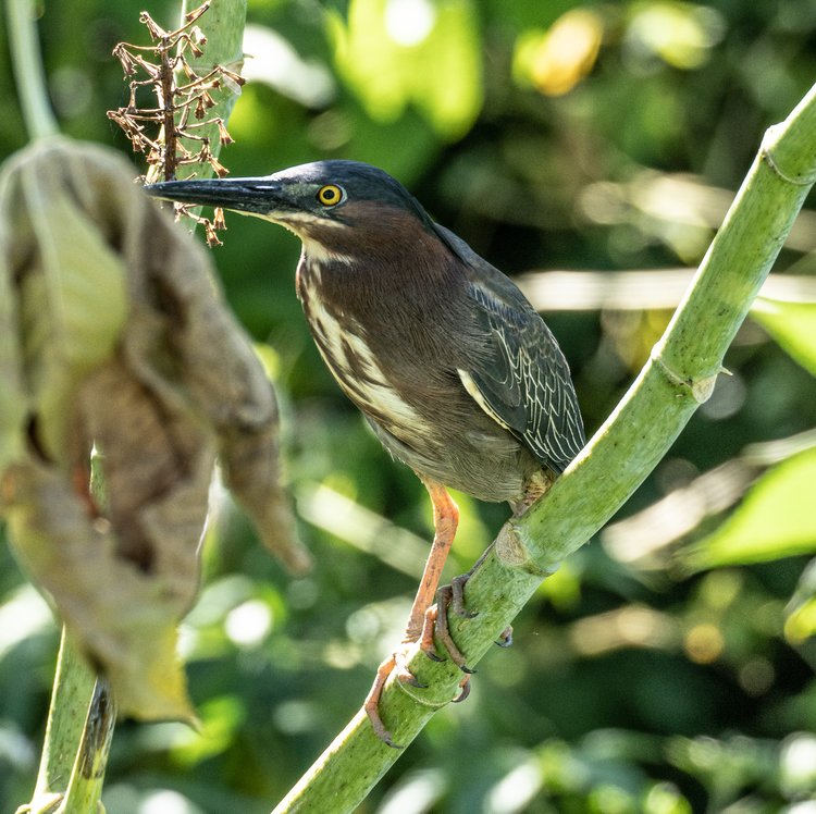 The Green Heron is one of the smallest herons. | Photo courtesy of Randy Freeman.
