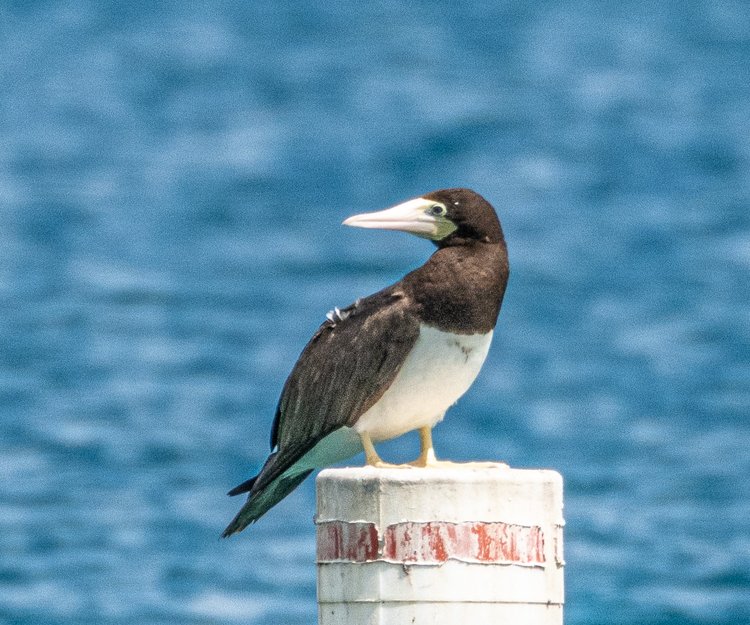 Of the three known species of Brown Boobies, the “Atlantic Booby” is the one that breeds in the Caribbean. Bearing the same brown and white plumage as other species of boobies, the Atlantic Booby can be distinguished by its mostly yellow-orange facial skin, a dark spot in front of the eye, a pale yellow or straw-yellow bill, and yellowish feet. | Photo courtesy of Randy Freeman.