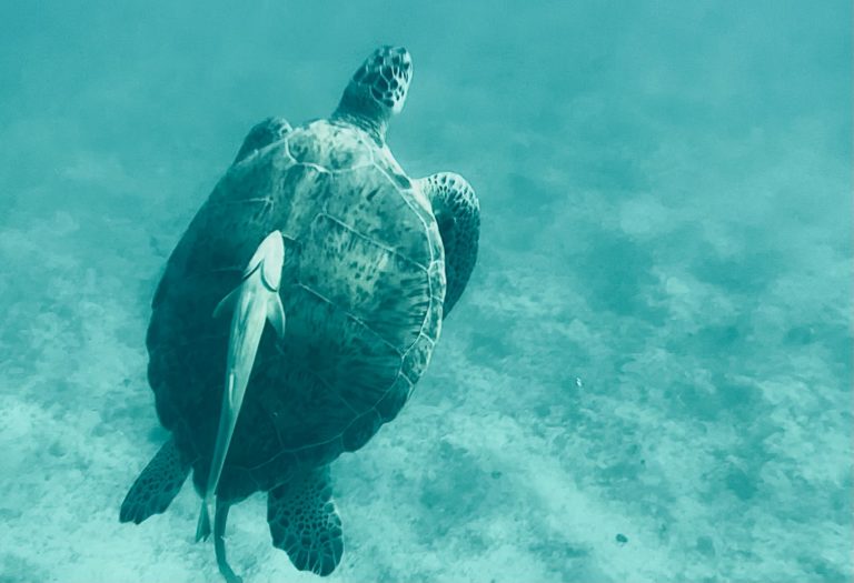 National Park’s Turtle Talks at Sea Brings Opportunity for Marine Awareness