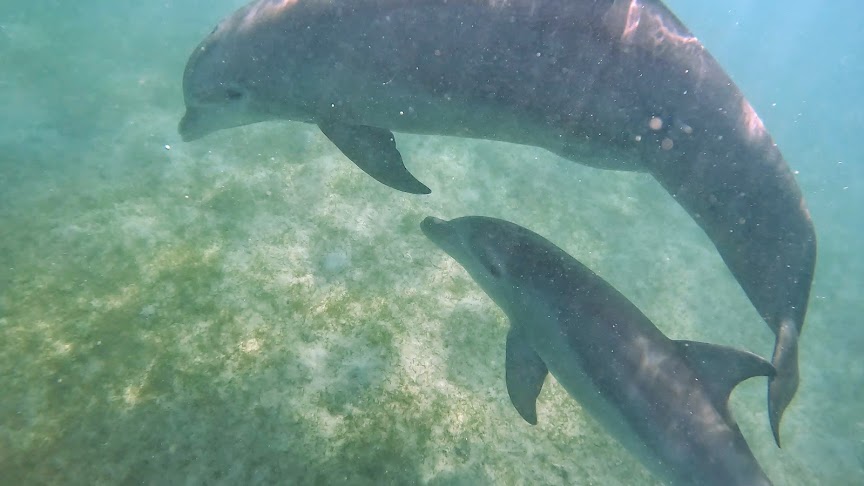 An adult female dolphin swims with a juvenile male on Monday at Magens Bay on St. Thomas. (Photo by Sara Smollett)