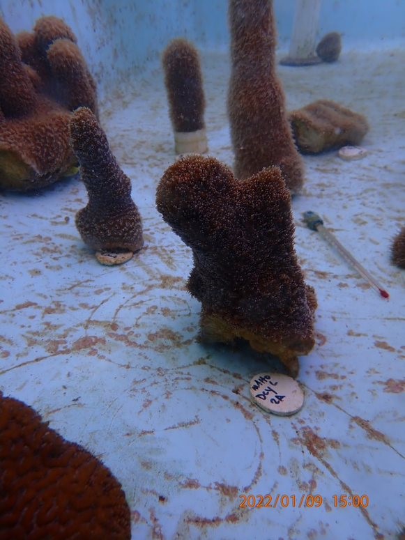 Coral World Ocean and Reef Initiative Works With NPS to Restore Corals