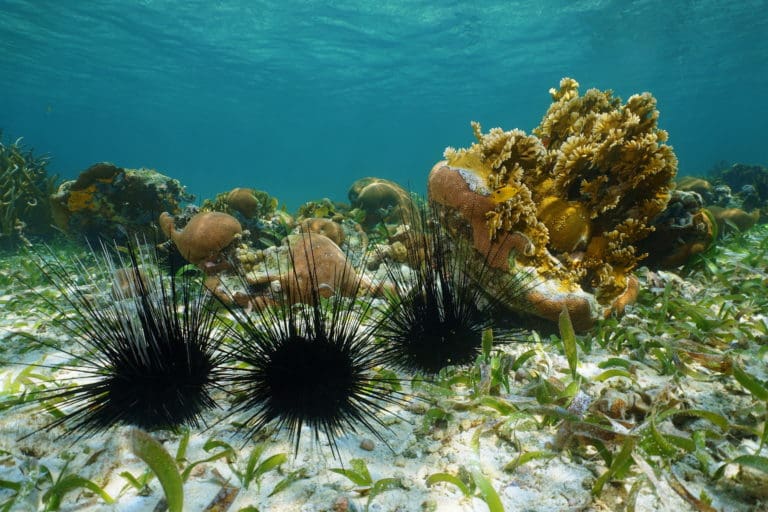 DPNR Staff Listed in National Scientific Journal Article on the Die-off of Long-spined Sea Urchins