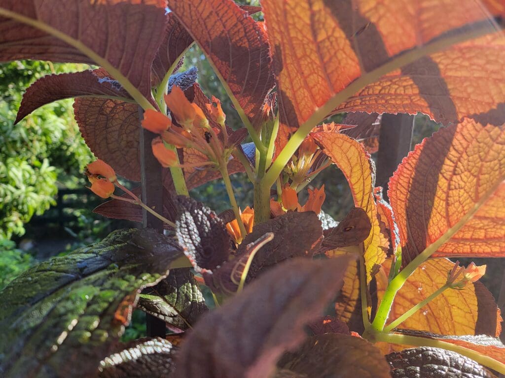 A sunset bell blooms in the sun in a garden on St. Thomas. (Source photo by Shaun A. Pennington)