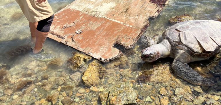 Rare Leatherback Sea Turtle Nest Found on St. John