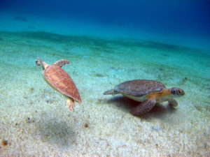 Before the 2017 hurricanes, two green sea turtles swim in Turtle Cove off Buck Island, St Thomas. (Photo by Paul Jobsis)