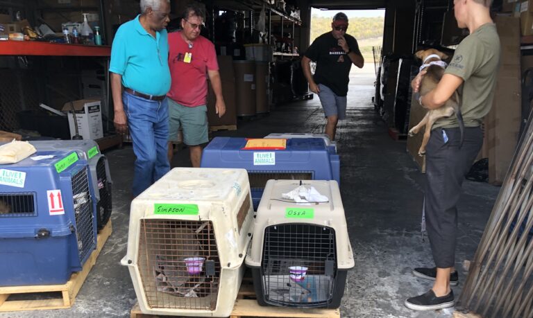 Paws From Paradise Fly to New Homes