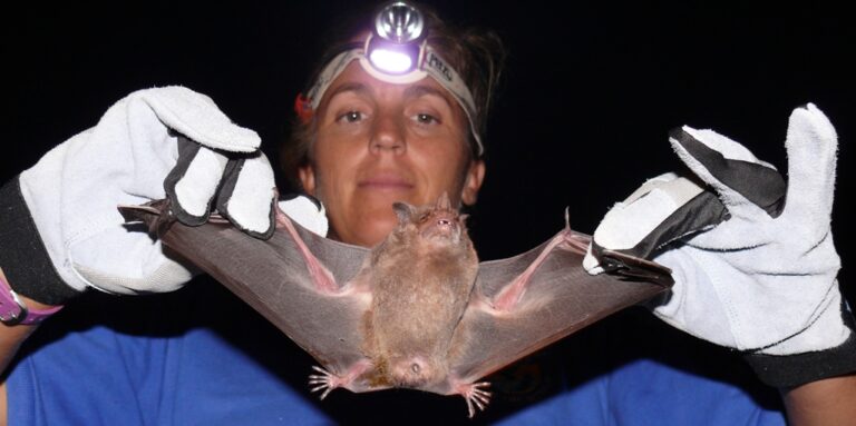 Brugal Bats Hammered by Hurricane May Be Hit Again