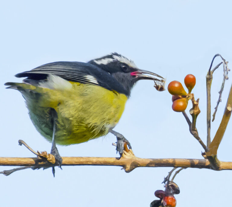 Are Sugar Feeders Healthy for Bananaquits?